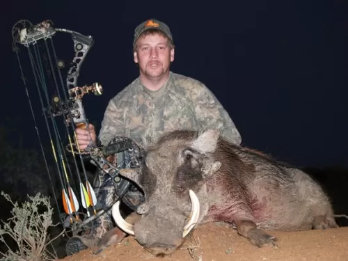Big Pig From South Africa